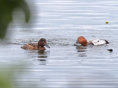 Baer's pochard