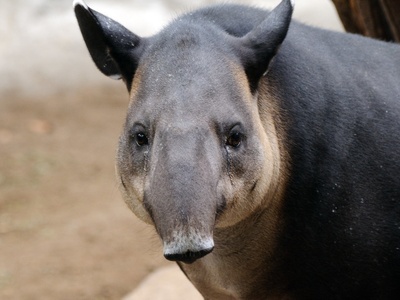 Baird's tapir