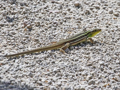 Balkan green lizard