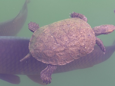 Balkan pond turtle