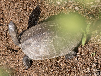 Balkan terrapin