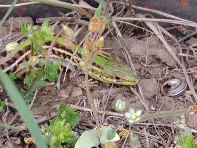 Balkan wall lizard