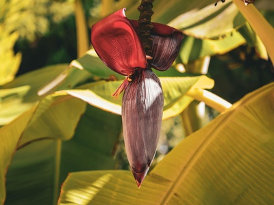 Banana flower