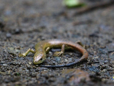 Banded newt