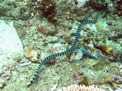 Banded sea krait