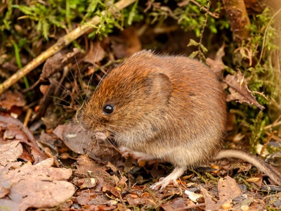 Bank vole