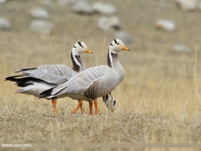 Bar-headed Goose