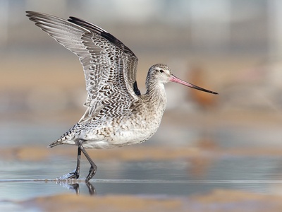 Bar-tailed godwit