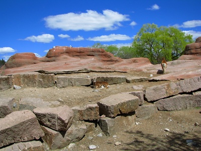 Barbary sheep (Aoudad)