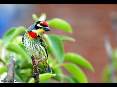 Barbet