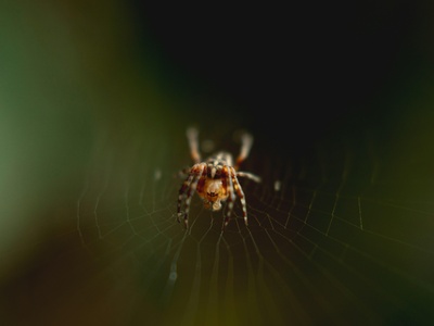 Barn orb-weaver
