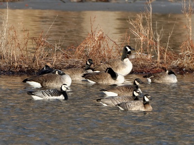 Barnacle goose
