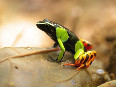 Baron's mantella