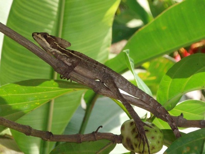 Basilisk lizard