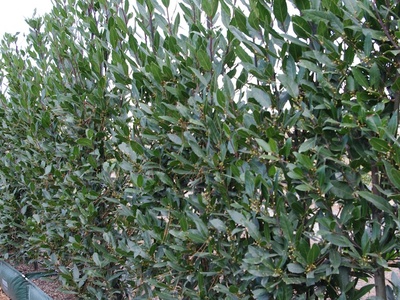 Bay laurel
