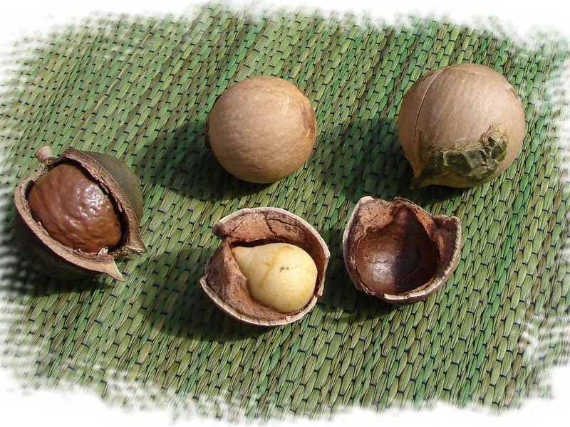 List of Trees of the Philippines - Flora Fauna Fun