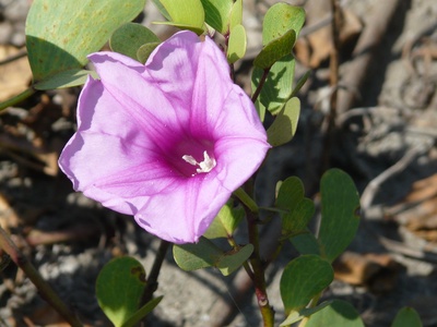 Beach morning glory