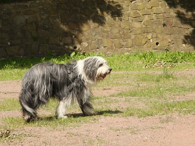 Bearded Collie