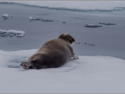 Bearded seal