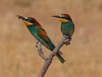 Bee-eater (European)