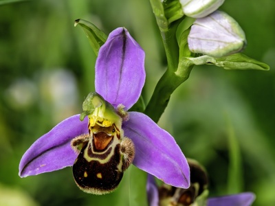 Bee orchid