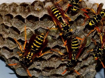 Bees, wasps, hornets
