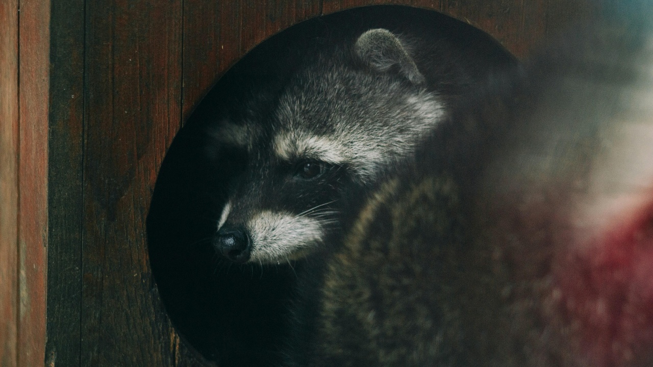 Raccoon using front paws to open a container