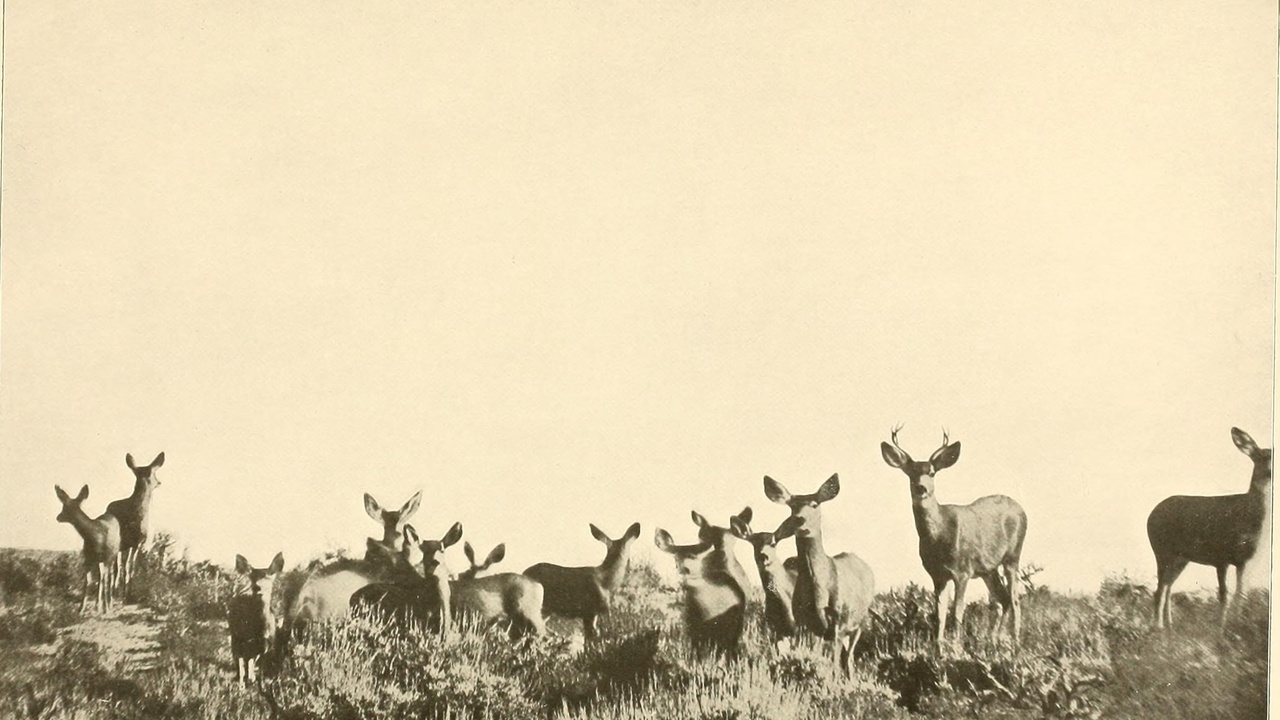 An elk herd on a grassy slope contrasted with a solitary moose in a forest