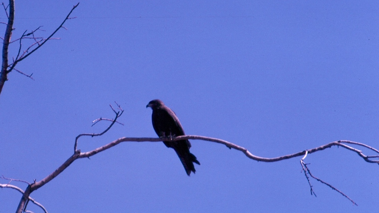 Raptor nesting on cliff and peregrine falcon on urban building, conservation imagery