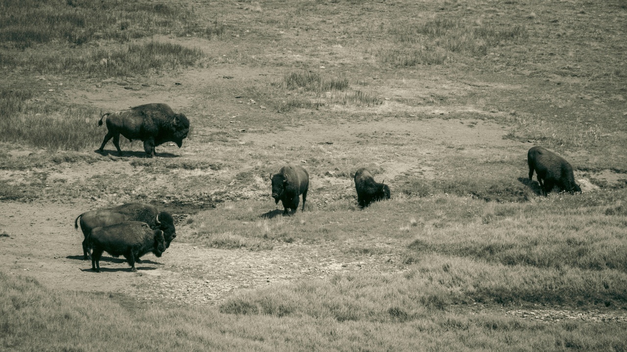 Bison herd in conservation area with grazing animals