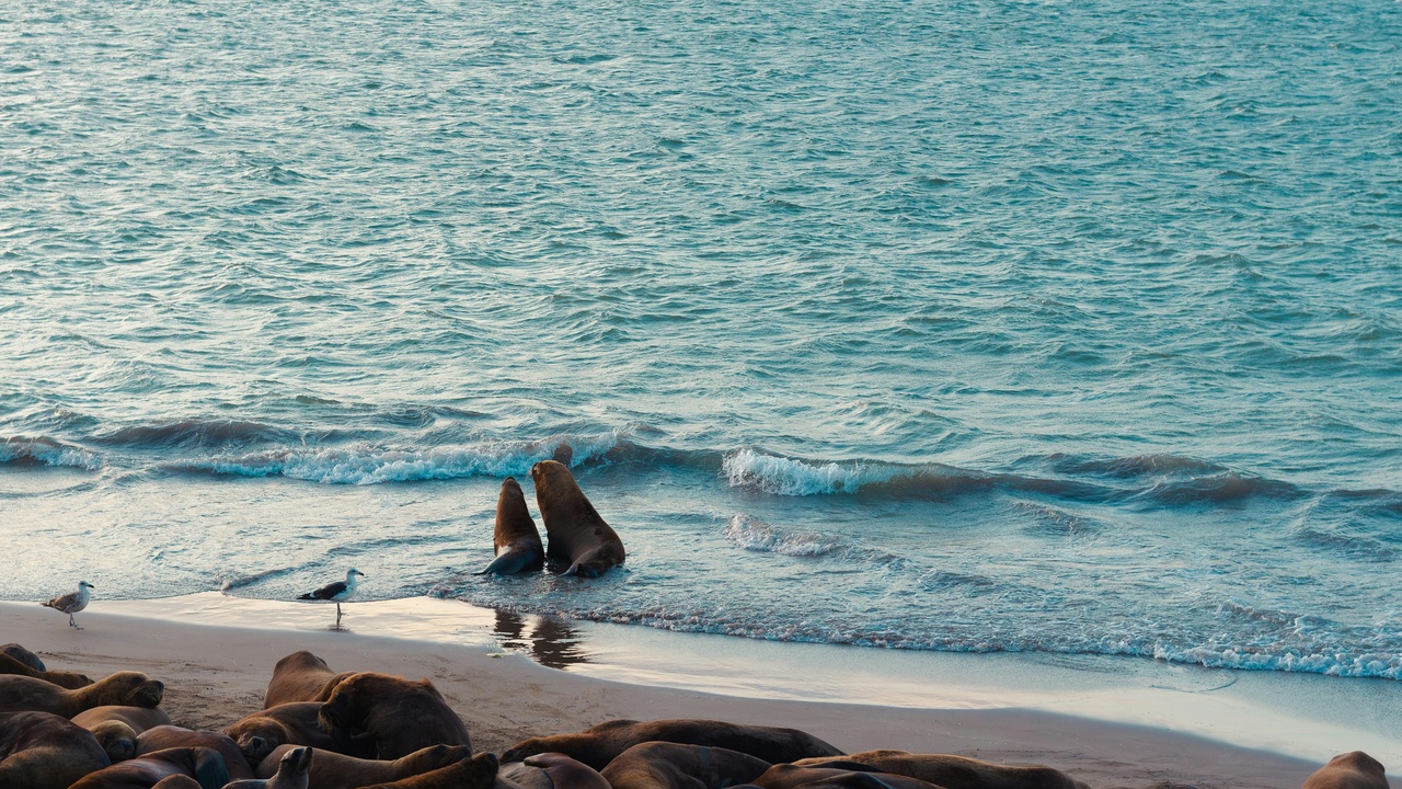 A crowded sea lion colony with barking males contrasted with a small group of harbor seals hauled out alone