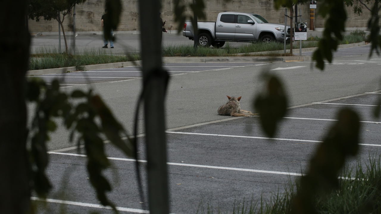 Urban fox near alleyway showing bold behavior around human structures