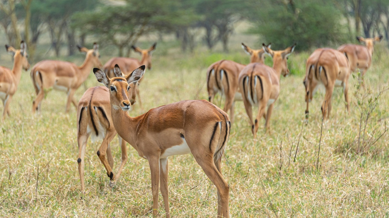 Herd of antelope grazing together on an open plain