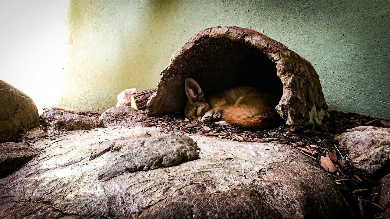 Hamster running on a wheel and burrowing to show behavioral traits