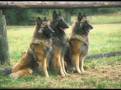 Belgian Tervuren