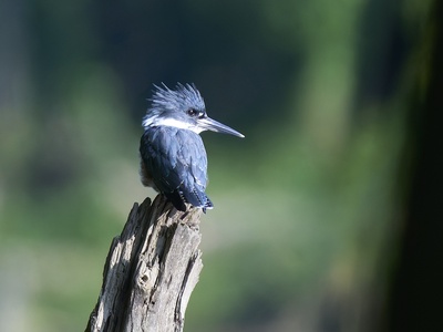 Belted kingfisher