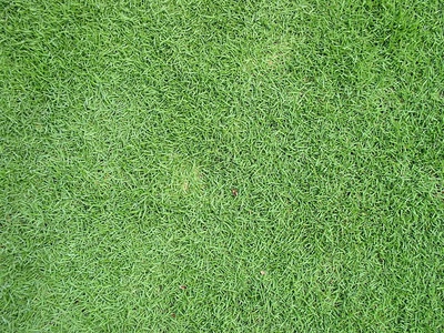 Bermuda grass