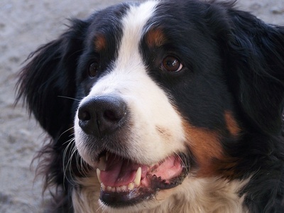Bernese Mountain Dog