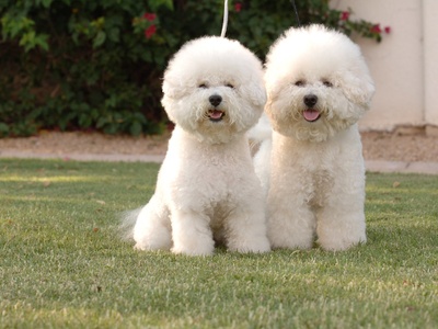 Bichon Frise