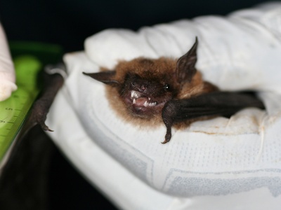 Big brown bat