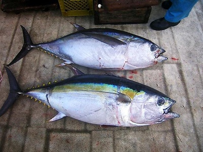 Bigeye tuna