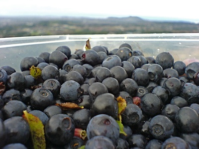 Bilberry