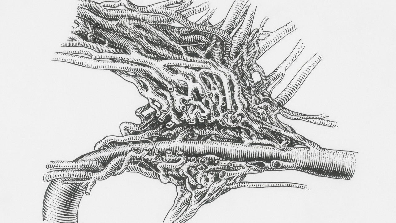 Close-up of parasitic plant anatomy showing haustorium structures