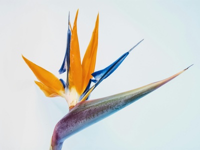 Bird-of-paradise