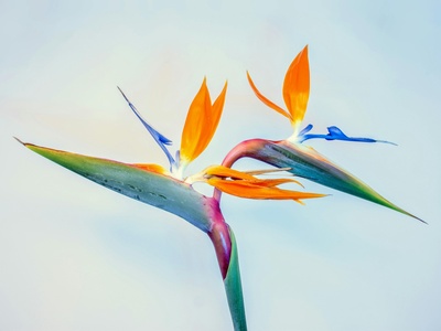 Bird of paradise