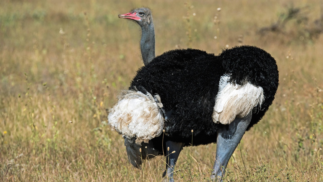 Somali ostrich walking across dry grassland under bright sky