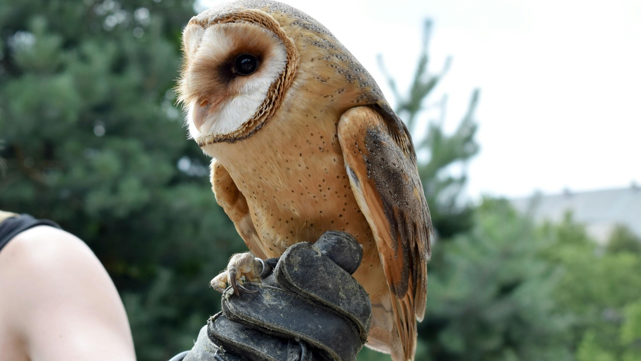 Golden eagle in flight over Slovak mountain ridgeline.