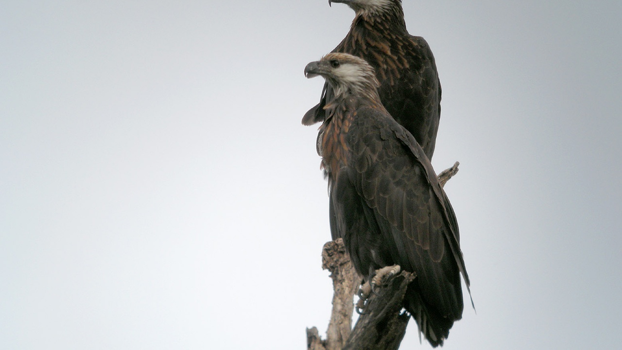 The fossa in a dry forest, a perched Madagascar fish eagle, and the red giraffe weevil