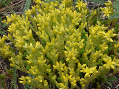 Biting stonecrop (Scharfer Mauerpfeffer)