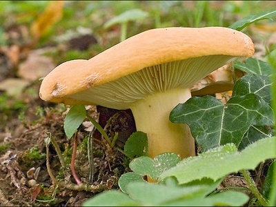 Bitter Milk Cap